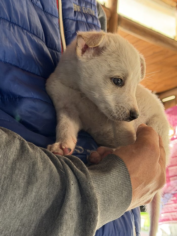 💙🐾 ATLAS dolce cucciolino in adozione - media 8