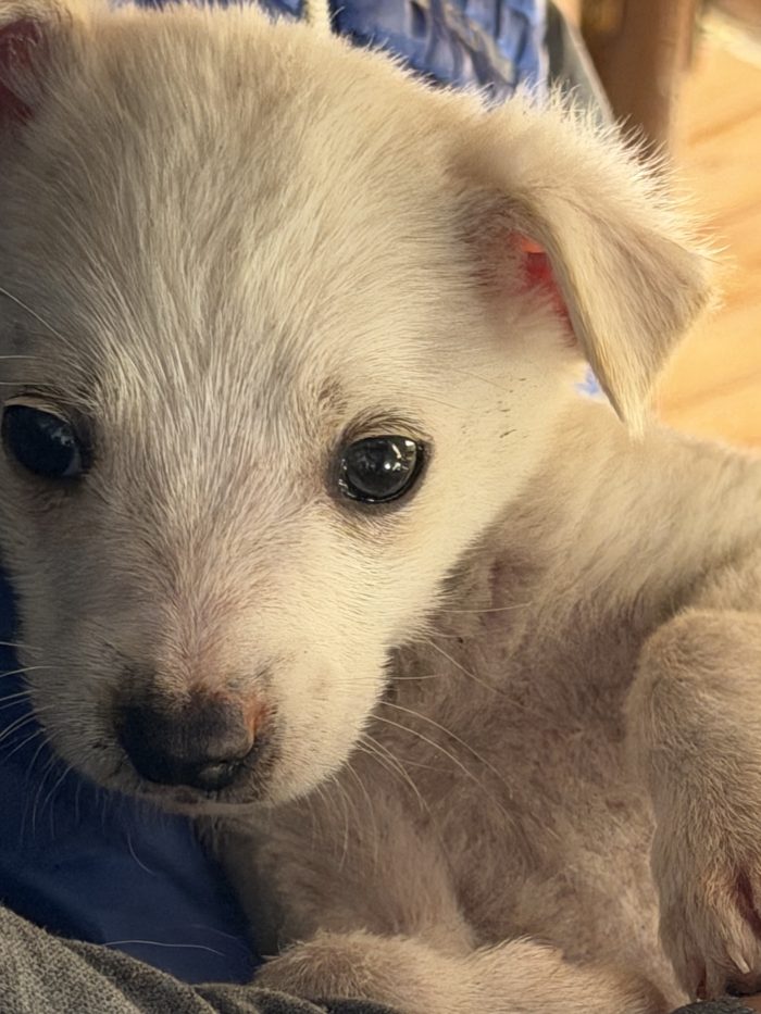 💙🐾 ATLAS dolce cucciolino in adozione - media 9