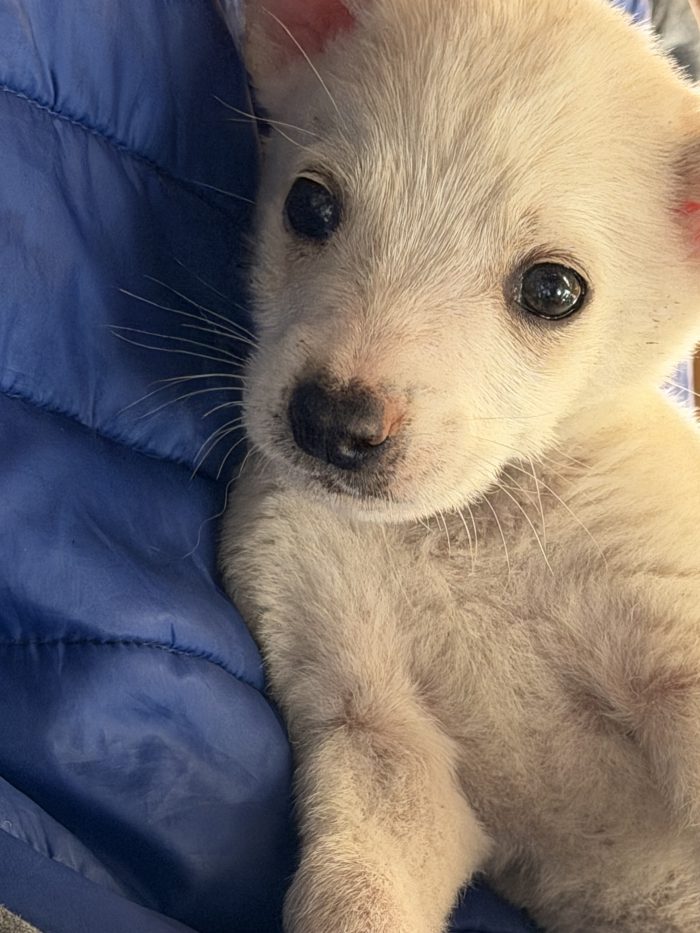 💙🐾 ATLAS dolce cucciolino in adozione - media 10
