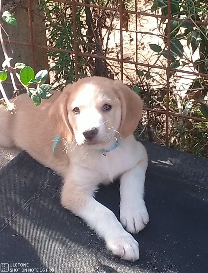 7 maschietti, 2 mesi, future taglie medie - media 8