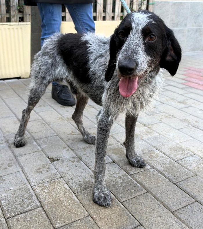 APOLLO DOLCISSIMO SEGUGIO/SPINONE