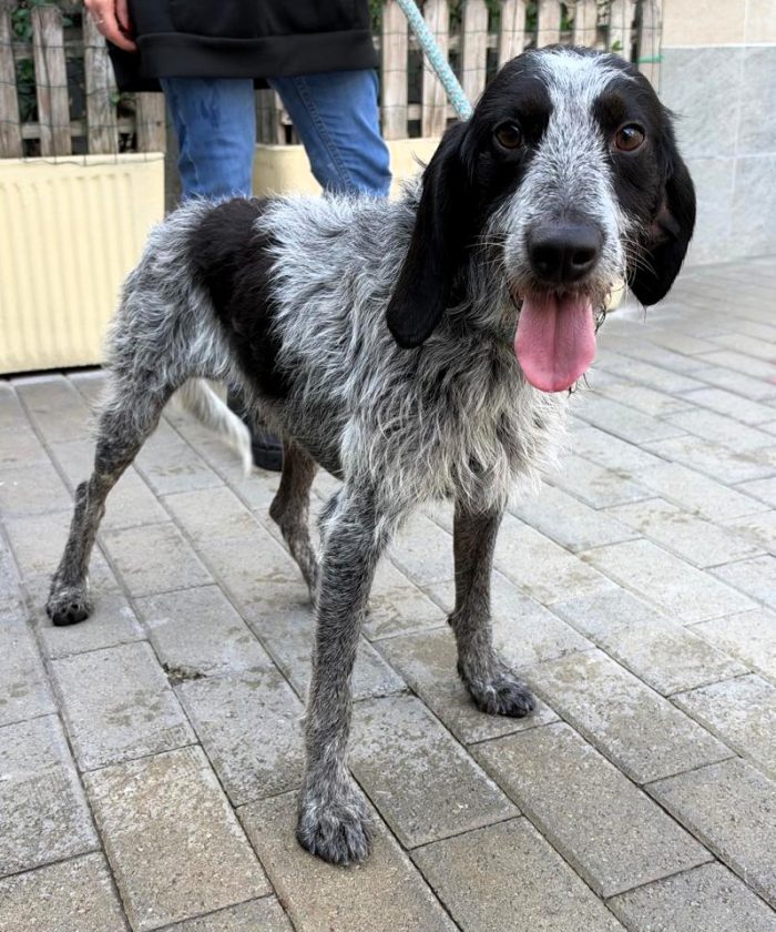 APOLLO DOLCISSIMO SEGUGIO/SPINONE - media 5