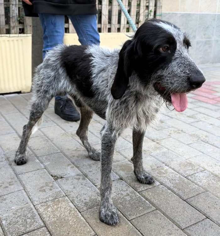 APOLLO DOLCISSIMO SEGUGIO/SPINONE - media 4