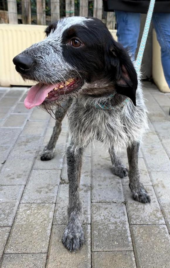 APOLLO DOLCISSIMO SEGUGIO/SPINONE