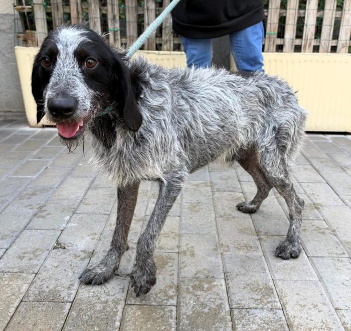 APOLLO DOLCISSIMO SEGUGIO/SPINONE