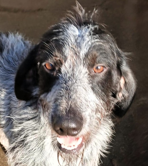 APOLLO DOLCISSIMO SEGUGIO/SPINONE - media 6