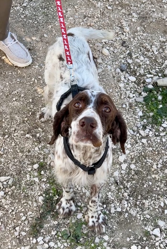 Abby una setter che ha solo bisogno di una casa!