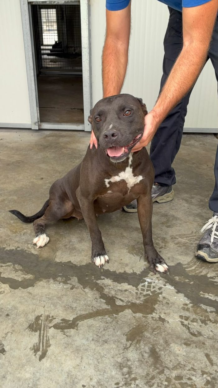 Pitbull femmina color castagna 2/3anni,portata tristemente in canile smarrita.RAGUSA