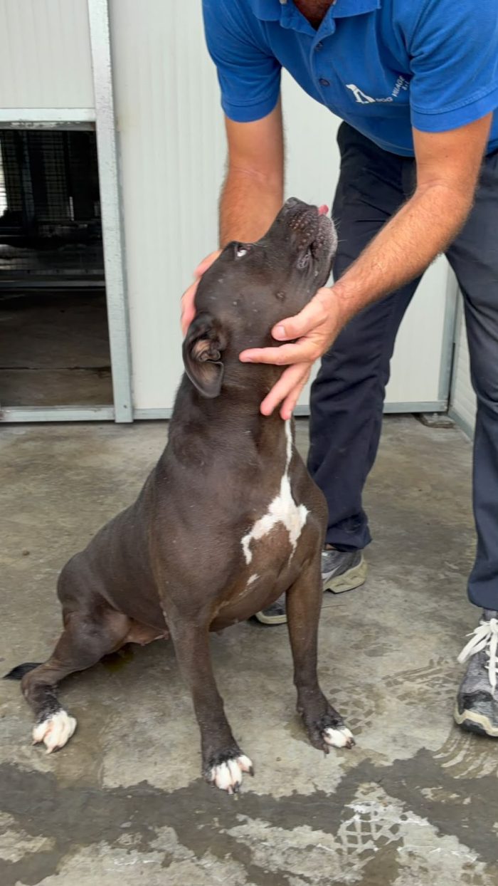 Pitbull femmina color castagna 2/3anni,portata tristemente in canile smarrita.RAGUSA