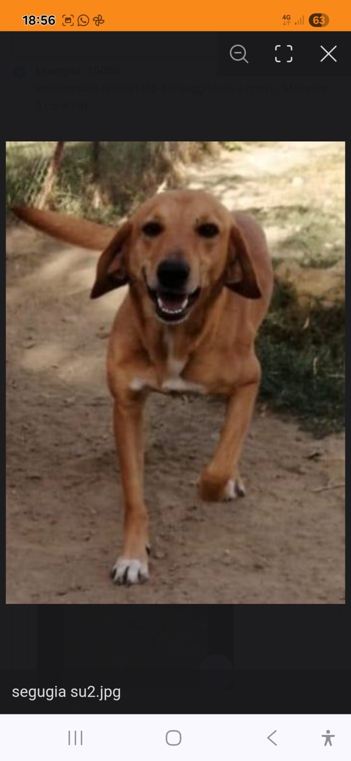 Priscilla 6/7 anni IN 1CANILE DOVE NON VOGLIONO I VOLONTARI!! PER FAVORE SALVATELA