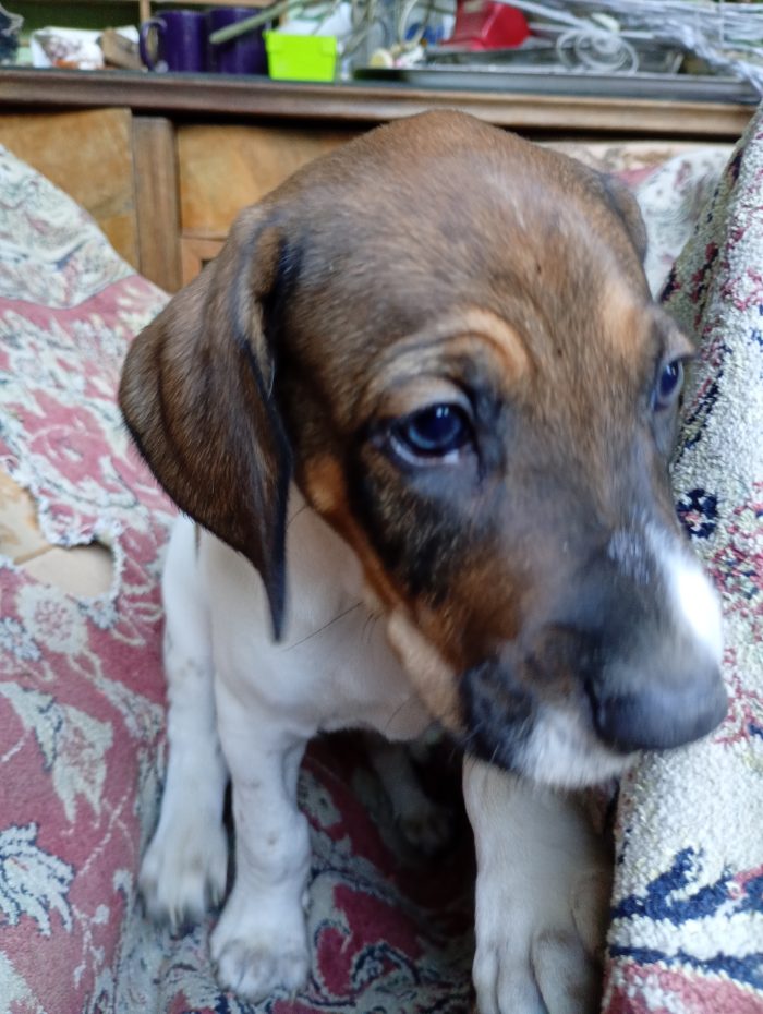 Cucciolo dolce e tranquillo