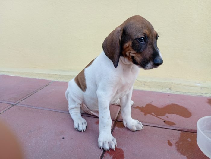 Cucciolo dolce e tranquillo
