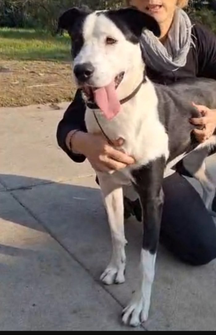 Femmina mix Amstaff 4anni e 1/2 aspetta da sempre.NESSUNO LA NOTA.CREMONA