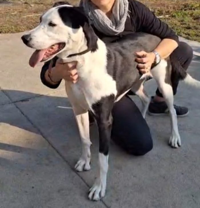 Femmina mix Amstaff 4anni e 1/2 aspetta da sempre.NESSUNO LA NOTA.CREMONA - media 6