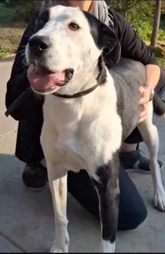 Femmina mix Amstaff 4anni e 1/2 aspetta da sempre.NESSUNO LA NOTA.CREMONA - media 4