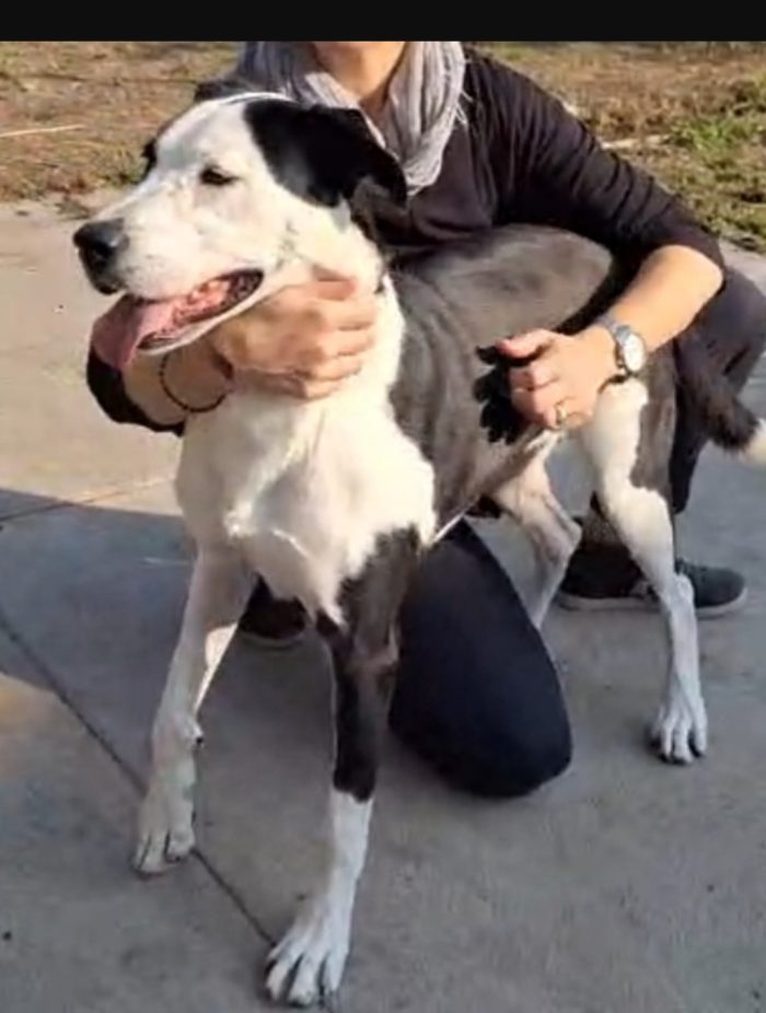 Femmina mix Amstaff 4anni e 1/2 aspetta da sempre.NESSUNO LA NOTA.CREMONA - media 5