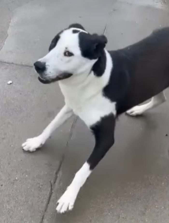 Femmina mix Amstaff 4anni e 1/2 aspetta da sempre.NESSUNO LA NOTA.CREMONA
