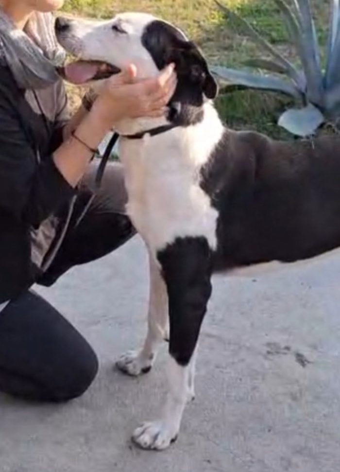 Femmina mix Amstaff 4anni e 1/2 aspetta da sempre.NESSUNO LA NOTA.CREMONA - media 8