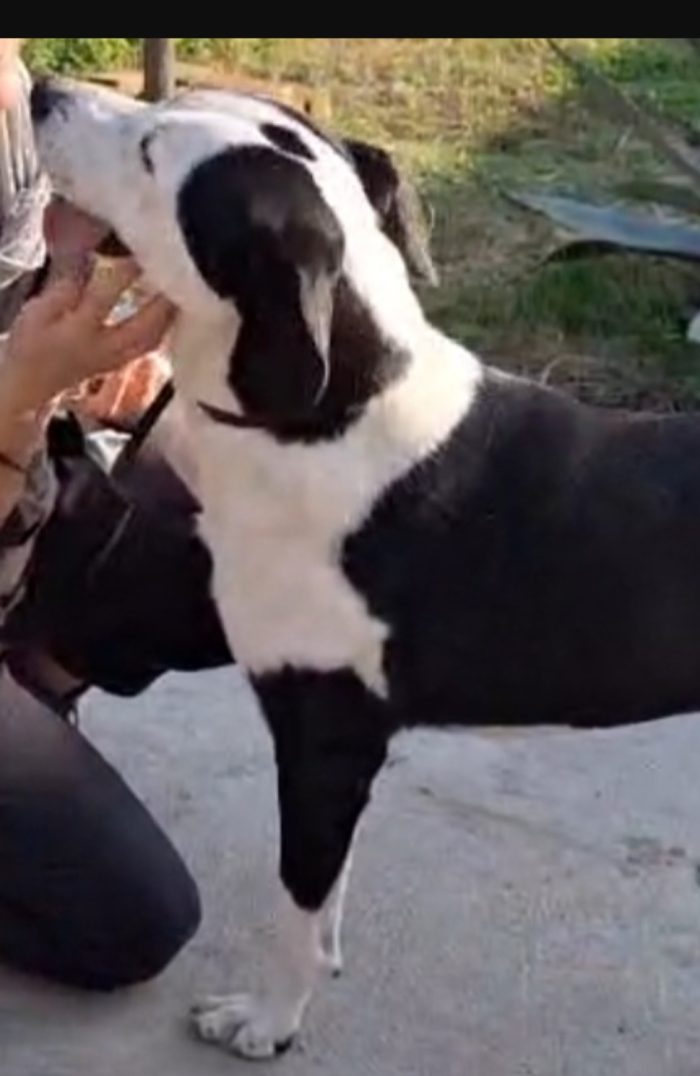 Femmina mix Amstaff 4anni e 1/2 aspetta da sempre.NESSUNO LA NOTA.CREMONA - media 7