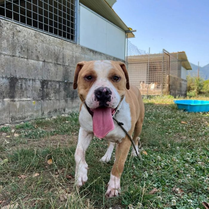 Rocky fake bulldog americano
