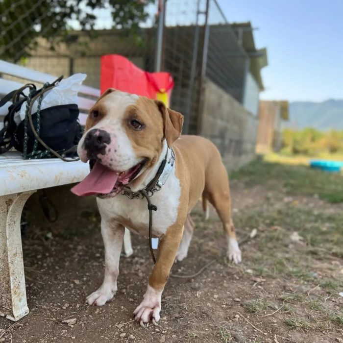 Rocky fake bulldog americano
