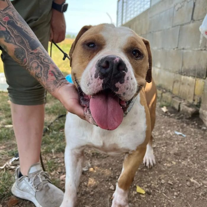 Rocky fake bulldog americano - media 4