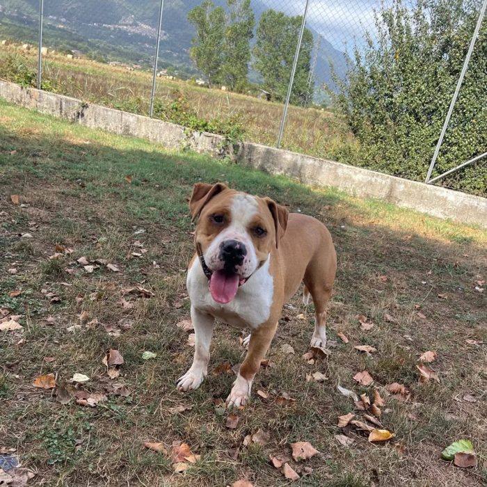 Rocky fake bulldog americano