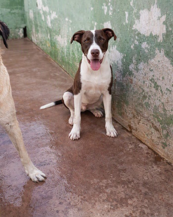 Brown, mix pittbull!