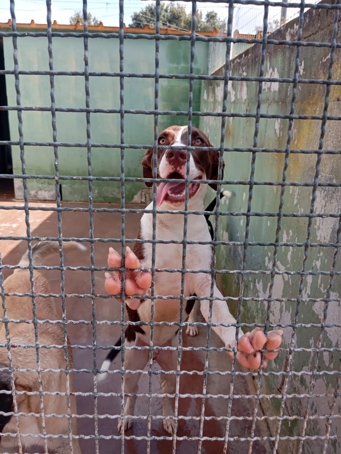 Brown, mix pittbull!
