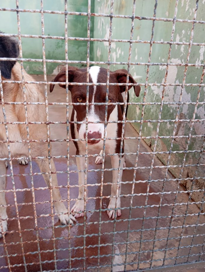 Brown, mix pittbull!