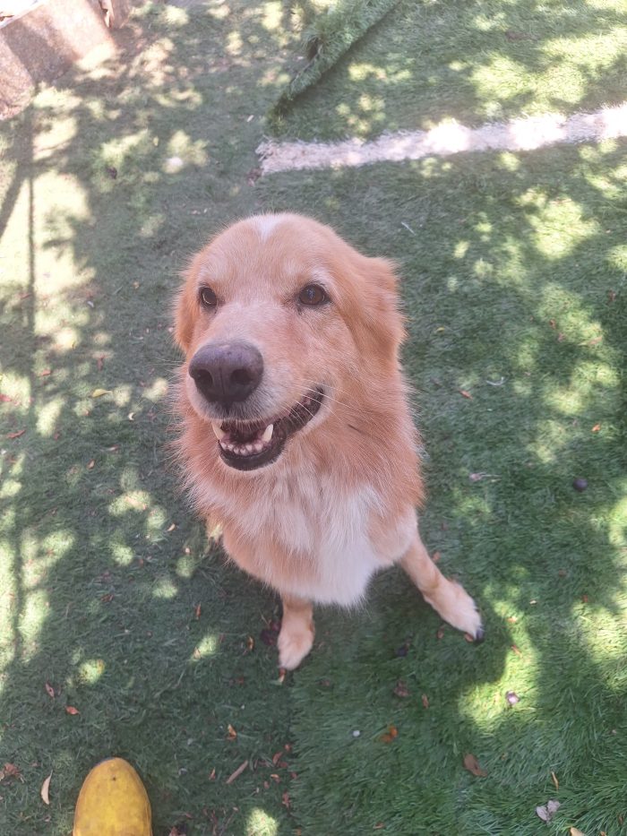 Miele mix golden in cerca di una seconda occasione