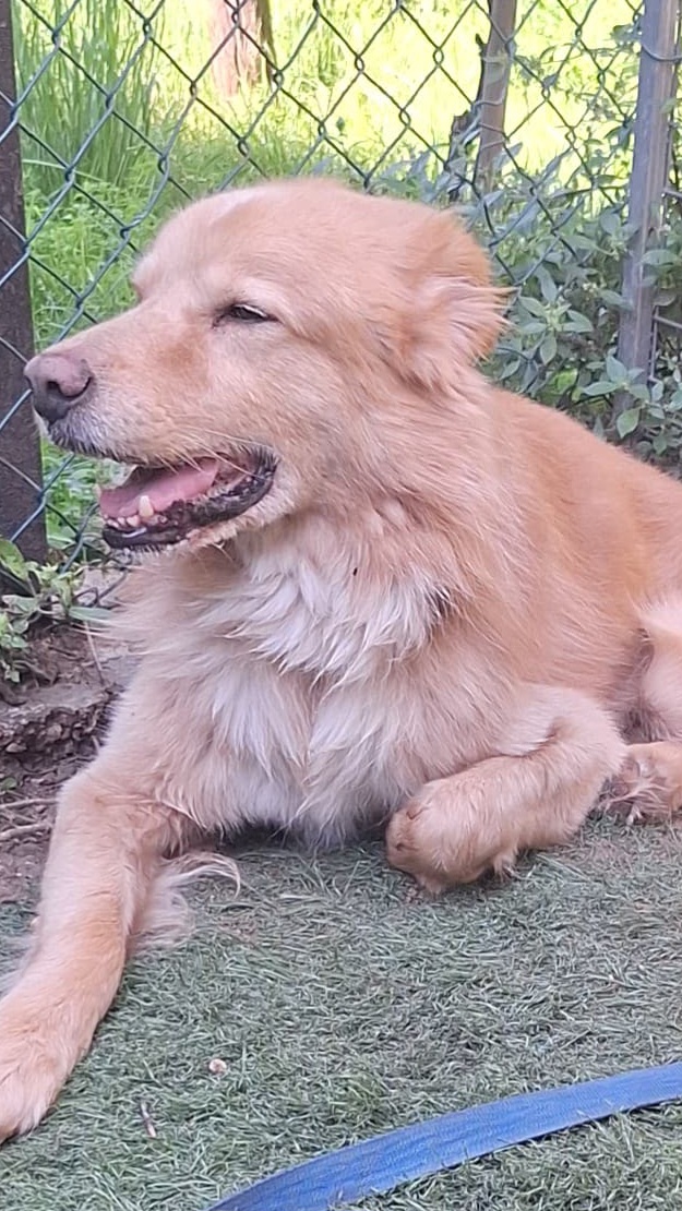 Miele mix golden in cerca di una seconda occasione