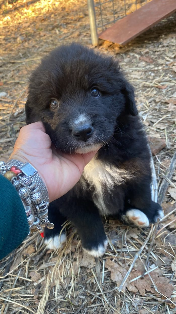 Cucciolo in cerca di casa