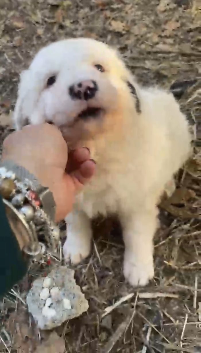 Cucciolo cerca casa