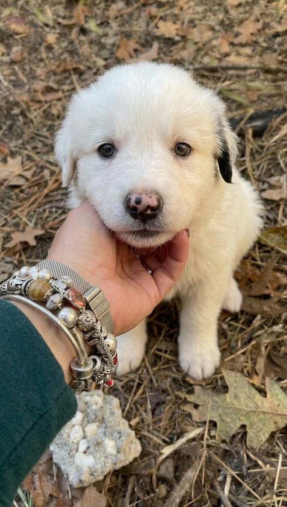 Cucciolo cerca casa