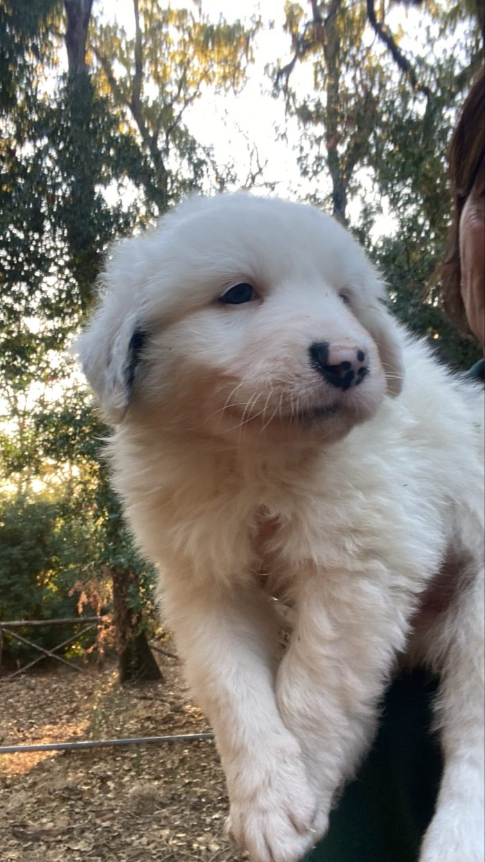 Cucciolo cerca casa