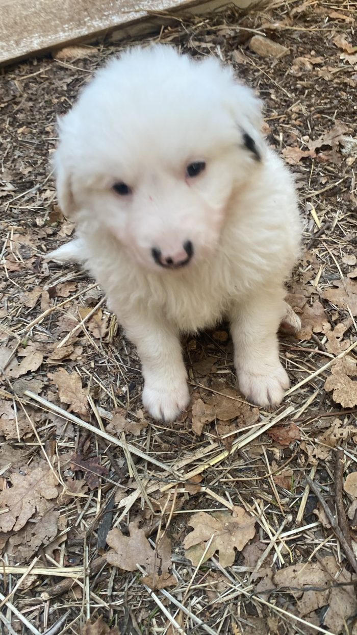 Cucciolo cerca casa - media 4