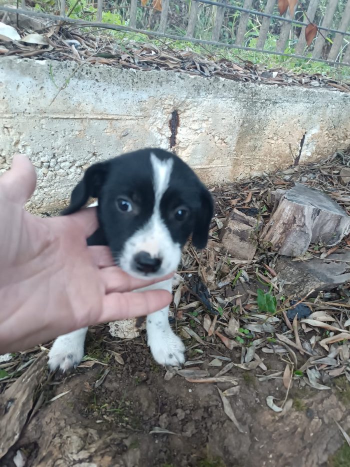 Cucciolotta in cerca di casa