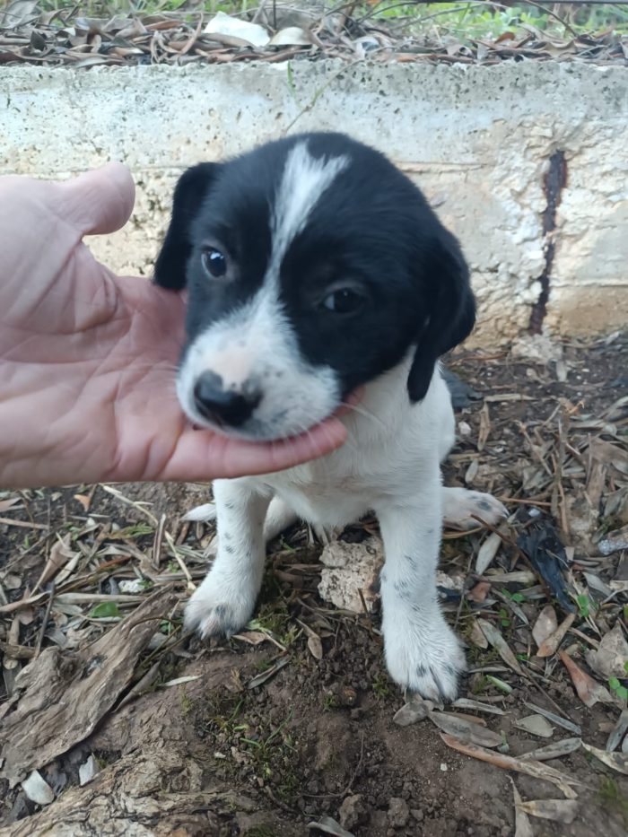 Cucciolotta in cerca di casa