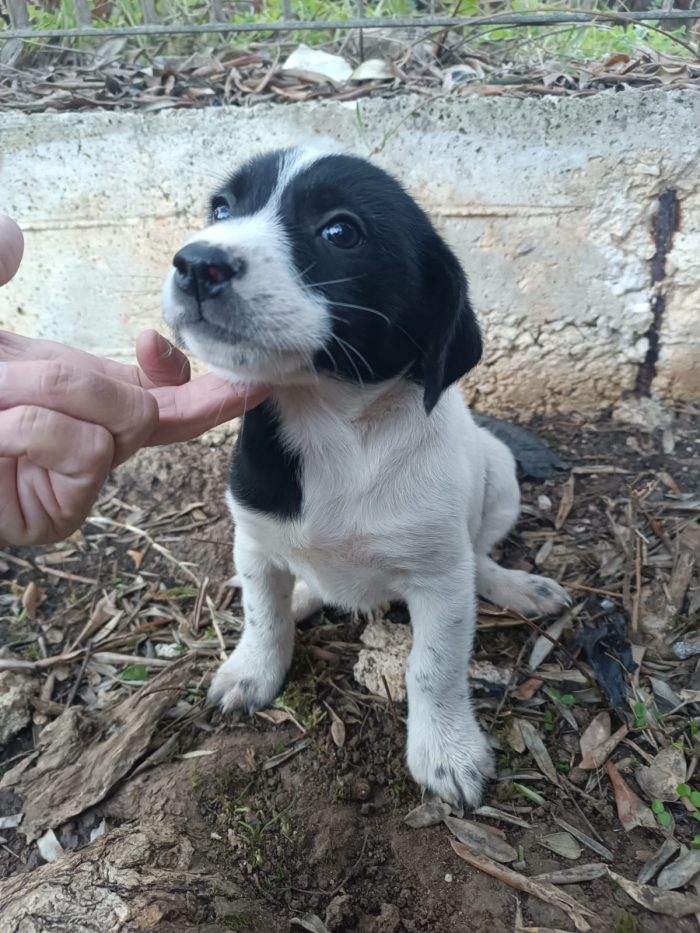 Cucciolotta in cerca di casa