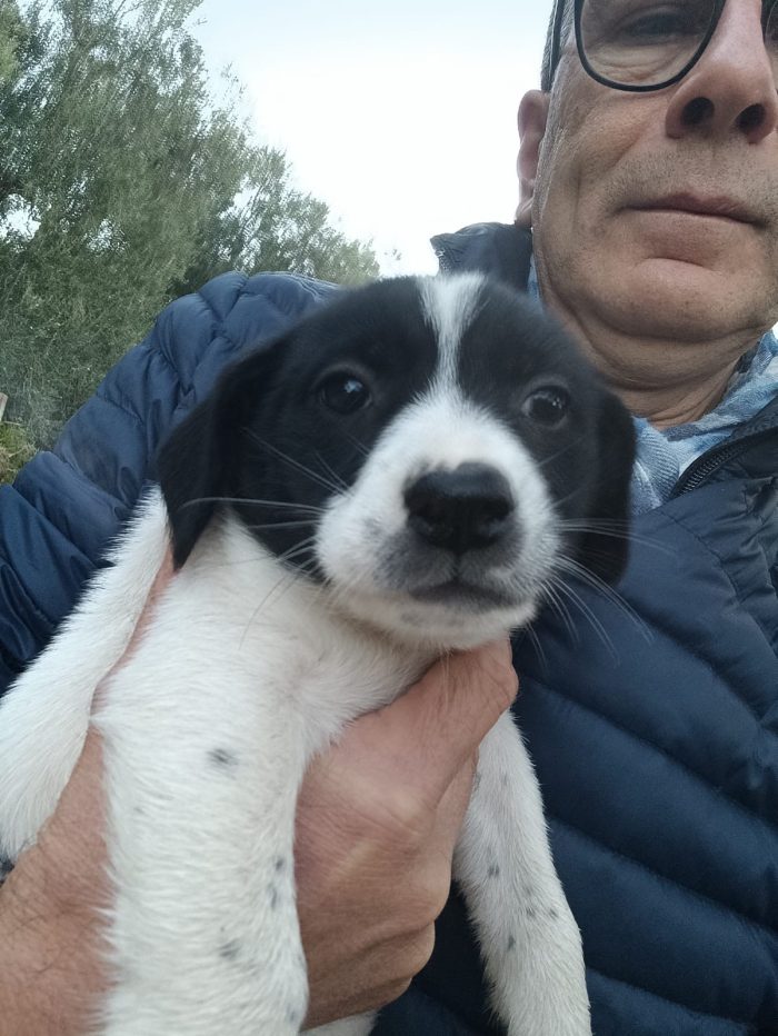 Cucciolotta in cerca di casa - media 4