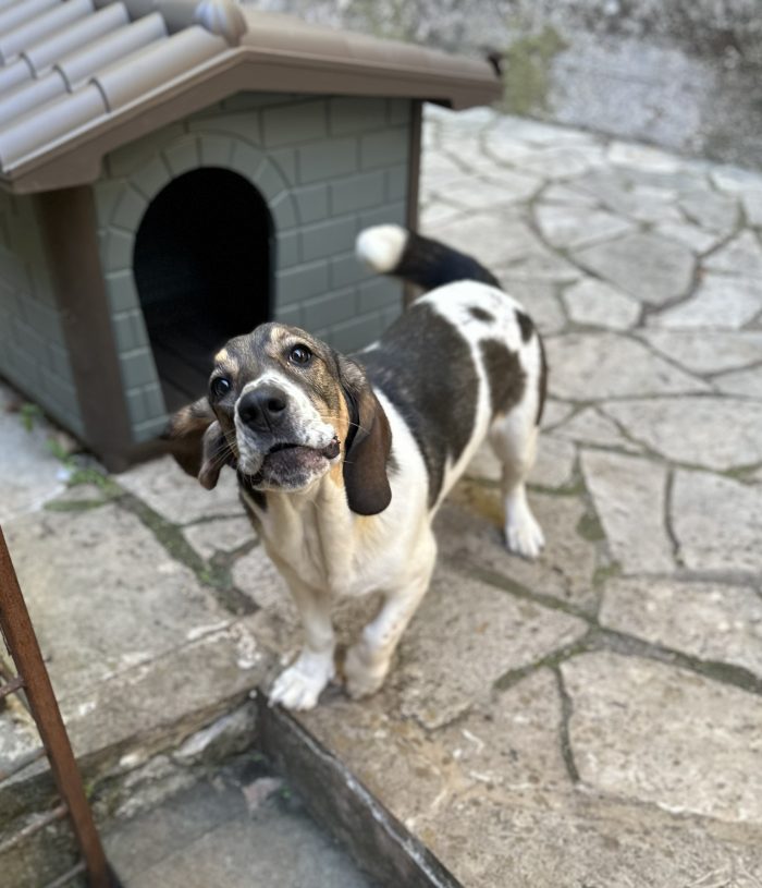 Mogli, una cagnolina dolce e affettuosa cerca casa! ❤️