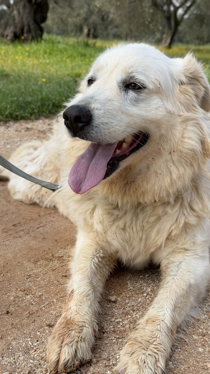 Maya cerca casa💕