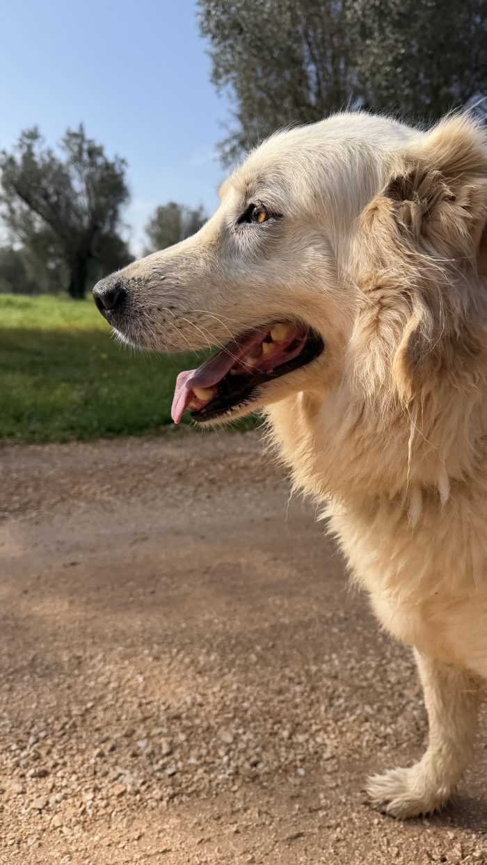 Maya cerca casa💕