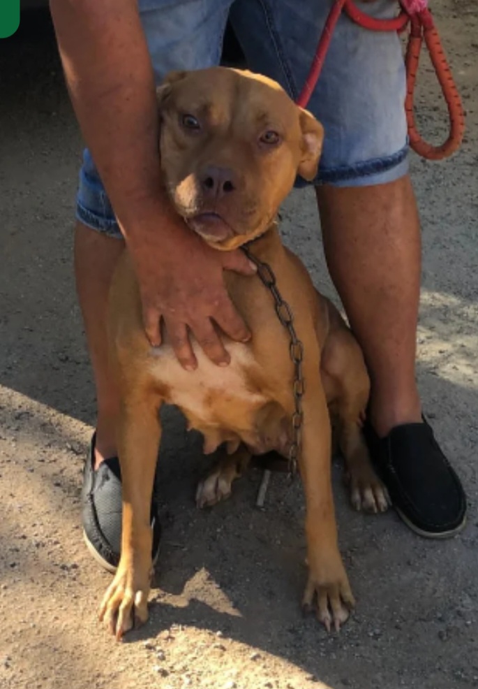 Simil Pitbull Red Nose BUONISSIMA, sui 3anni, in rifugio LUINO VARESE - media 4