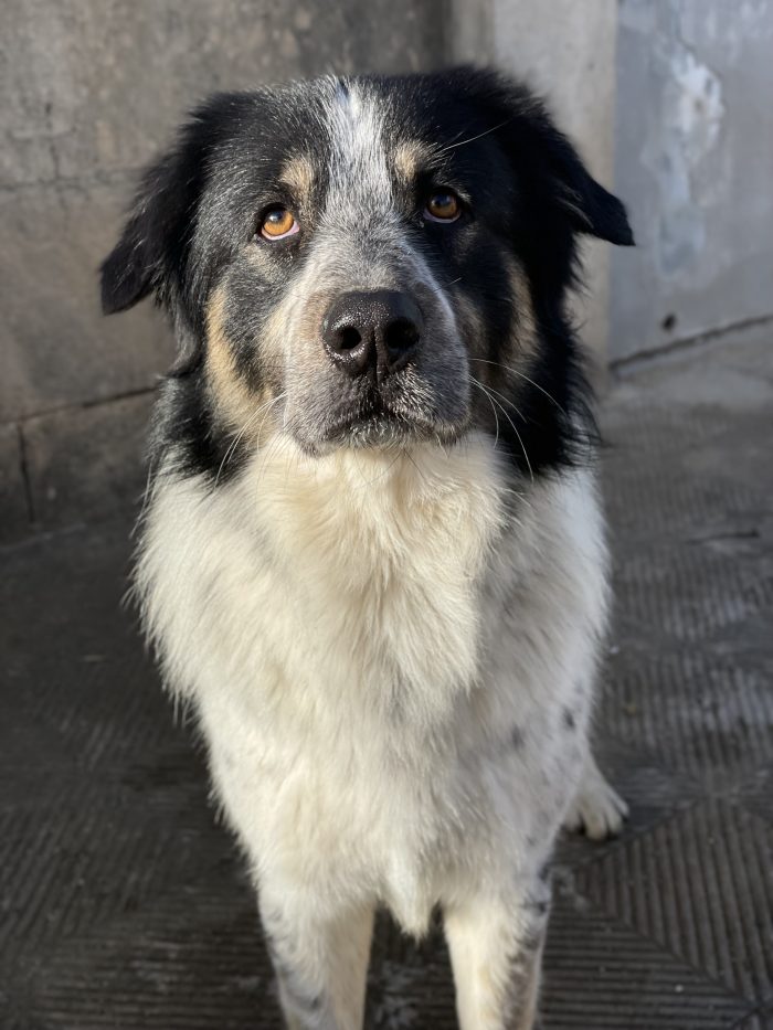 Bubu cerca casa🐼🐾