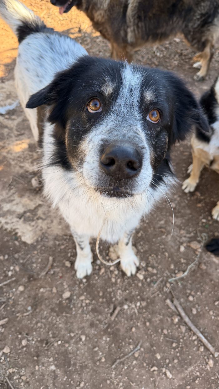 Bubu cerca casa🐼🐾