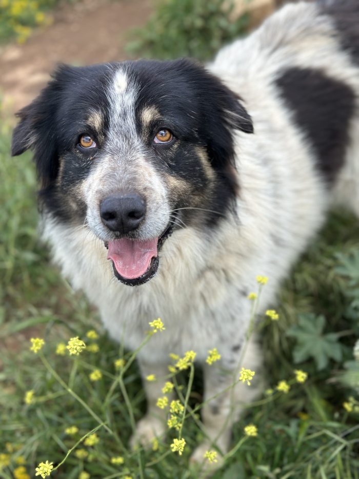 Bubu cerca casa🐼🐾 - media 4