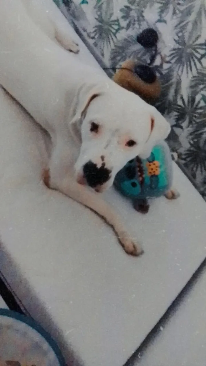 Ares dogo argentino dolcissimo