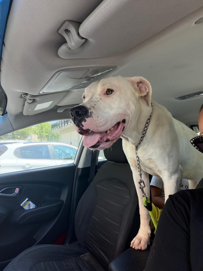 Ares dogo argentino dolcissimo